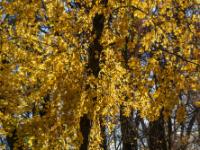 Leuchtender Herbstbaum am Chiemsee Uferweg